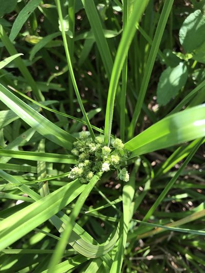 Cyperus entrerianus, photographed by akt2