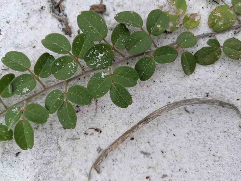 Galactia microphylla, photographed by Alison Northup