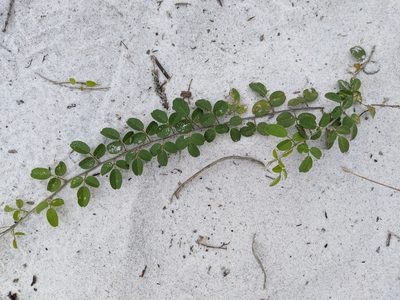 Galactia microphylla, photographed by Alison Northup