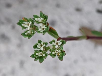 Paronychia erecta, photographed by Alison Northup