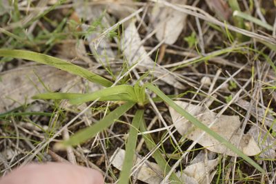 Wahlenbergia luteola, photographed by Rod Lowther
