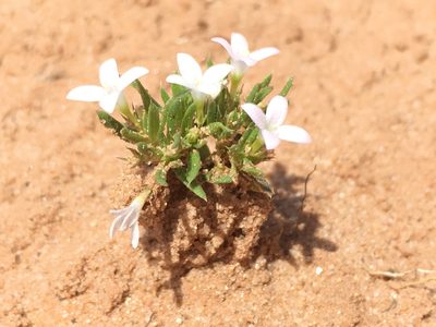 Houstonia humifusa, photographed by pynklynx
