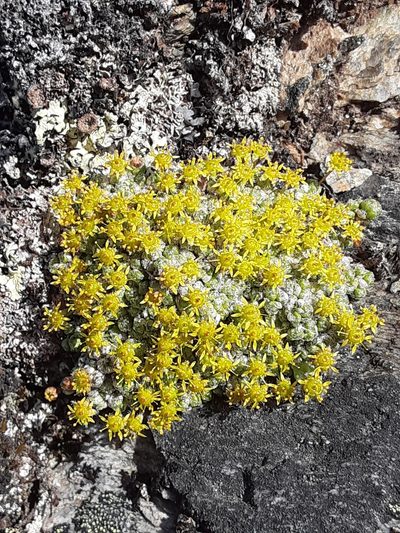 Saxifraga serpyllifolia, photographed by lauralaska66