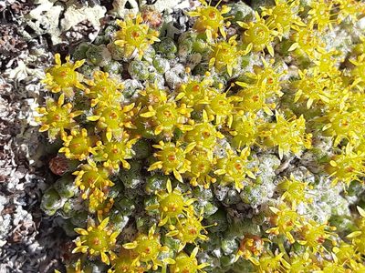 Saxifraga serpyllifolia, photographed by lauralaska66