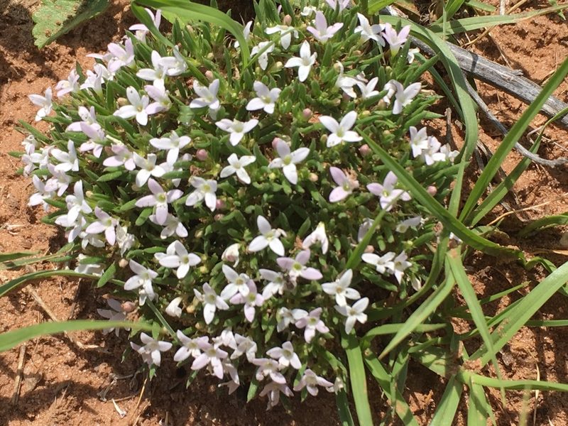 Houstonia humifusa, photographed by pynklynx