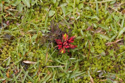 Castilleja pumila, photographed by capacoscar