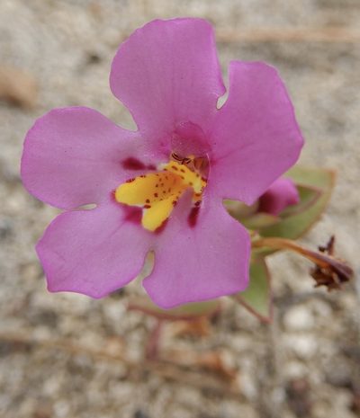 Diplacus deschutesensis, photographed by Henrik Kibak