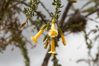 Cantua buxifolia, photographed by capacoscar