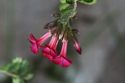 Cantua buxifolia, photographed by capacoscar