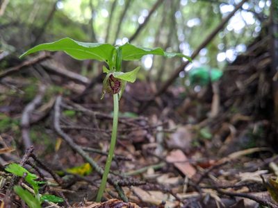 Cypripedium debile, photographed by Cheng-Te Hsu