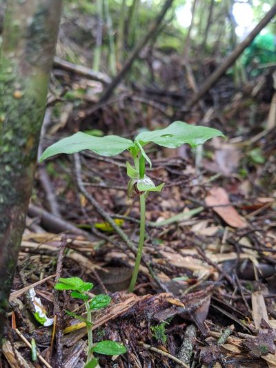 Cypripedium debile, photographed by Cheng-Te Hsu