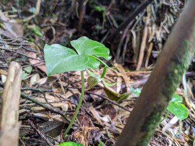 Cypripedium debile, photographed by Cheng-Te Hsu