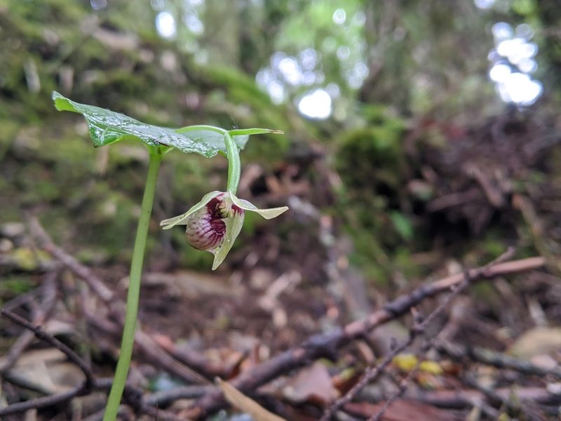 Cypripedium debile, photographed by Cheng-Te Hsu