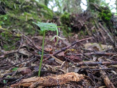 Cypripedium debile, photographed by Cheng-Te Hsu