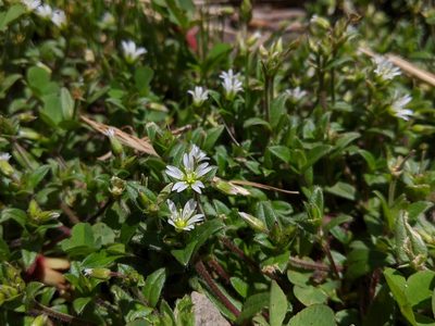 Cerastium morrisonense, photographed by Cheng-Te Hsu