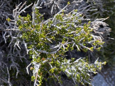 Cercocarpus intricatus, photographed by Matt Berger