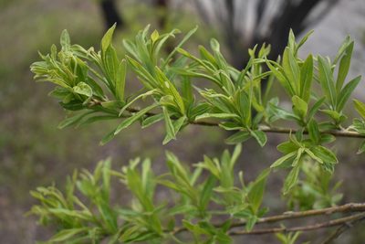 Salix udensis, photographed by Валерия Ковалева