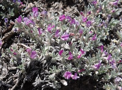 Astragalus sericoleucus, photographed by Colin Croft