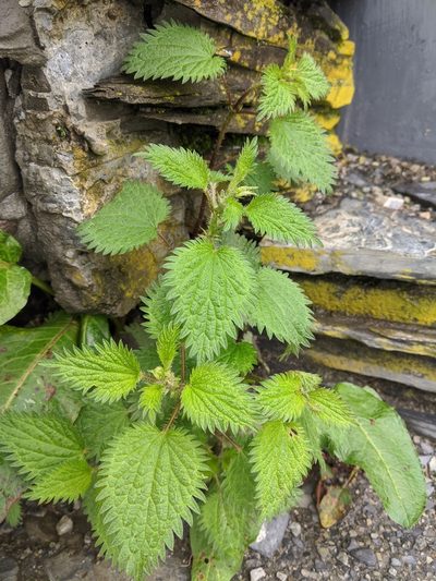 Urtica taiwaniana, photographed by Cheng-Te Hsu