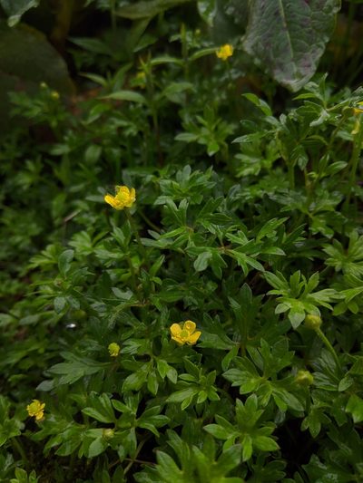 Ranunculus taisanensis, photographed by Cheng-Te Hsu