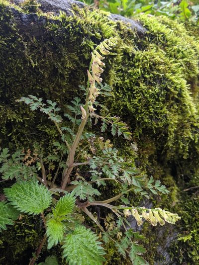 Corydalis ophiocarpa, photographed by Cheng-Te Hsu