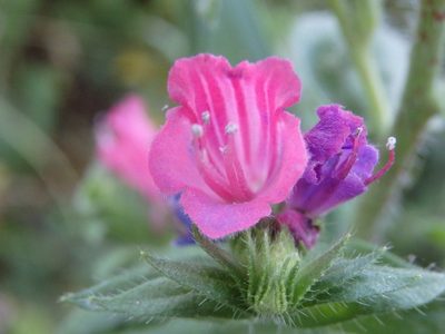 Echium rosulatum, photographed by Carminda Santos
