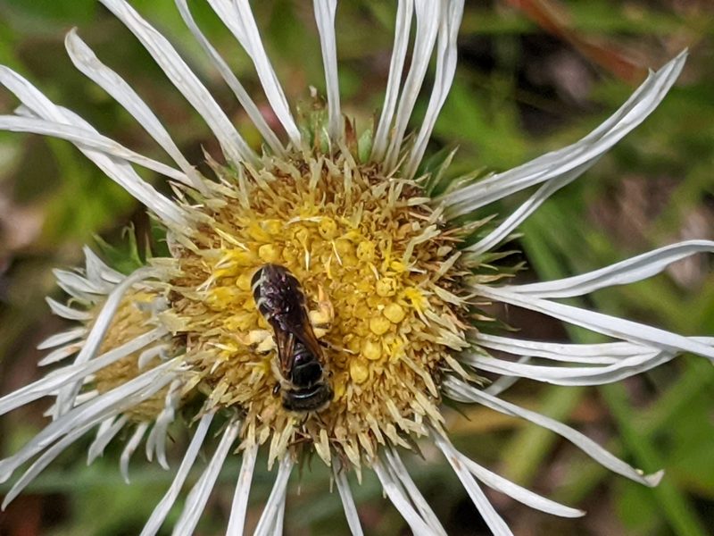Eurybia eryngiifolia, photographed by Alison Northup