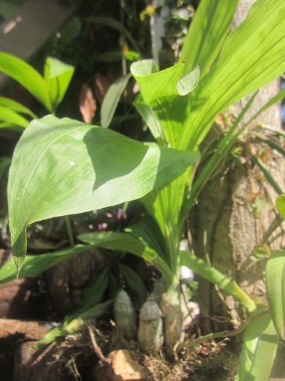 Catasetum laminatum, photographed by HERNÁNDEZ RAMOS MARÍA ELENA