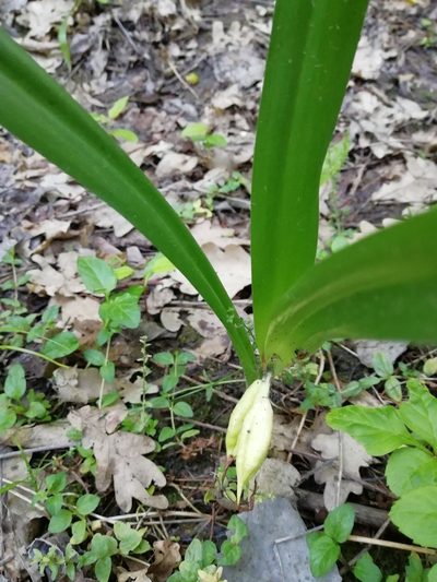 Colchicum umbrosum, photographed by Екатерина Кропочева