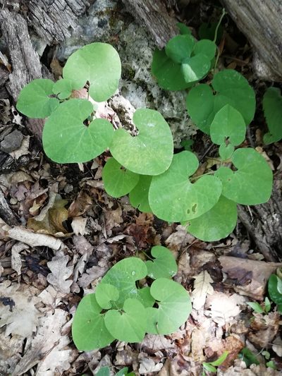 Aristolochia steupii, photographed by Екатерина Кропочева