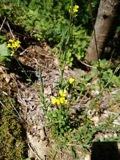 Erysimum cuspidatum, photographed by Екатерина Кропочева