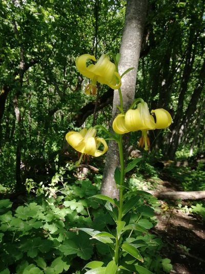 Lilium monadelphum, photographed by Екатерина Кропочева