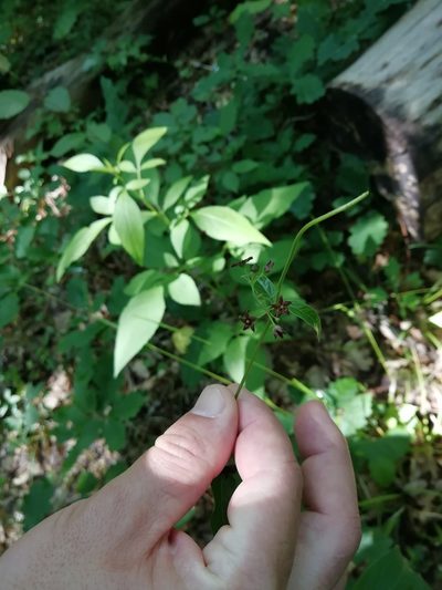 Vincetoxicum scandens, photographed by Екатерина Кропочева