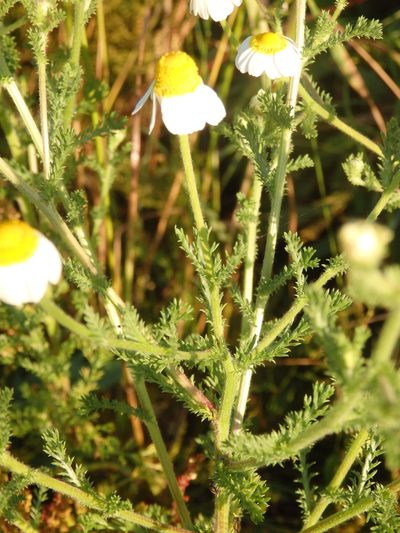 Cladanthus mixtus, photographed by Carminda Santos
