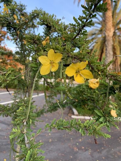 Senna polyphylla, photographed by Claire Herzog