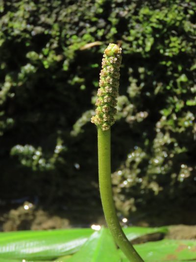 Potamogeton wrightii, photographed by chiuluan