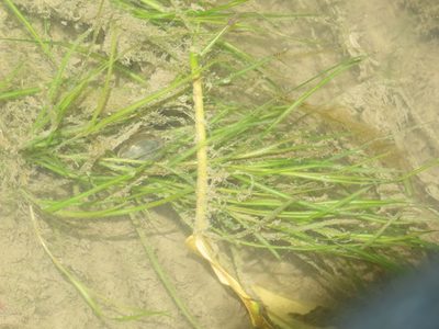 Potamogeton pusillus, photographed by chiuluan