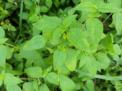 Eleutheranthera ruderalis, photographed by renjus box
