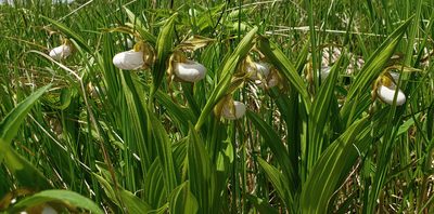Cypripedium candidum, photographed by aarongunnar