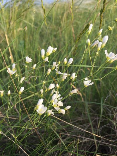 Eremogone biebersteinii, photographed by Елена Патерикина