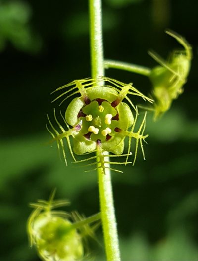 Mitellastra caulescens, photographed by Alex Abair