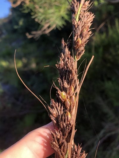 Tetraria secans, photographed by Dave U