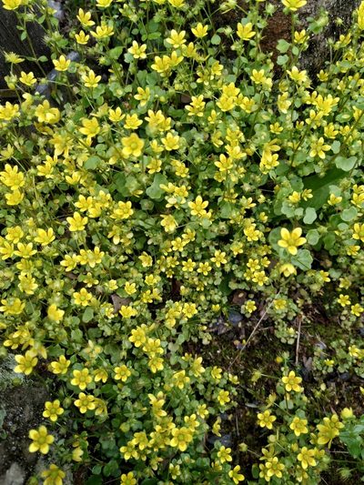 Saxifraga cymbalaria, photographed by Angelika Baumann