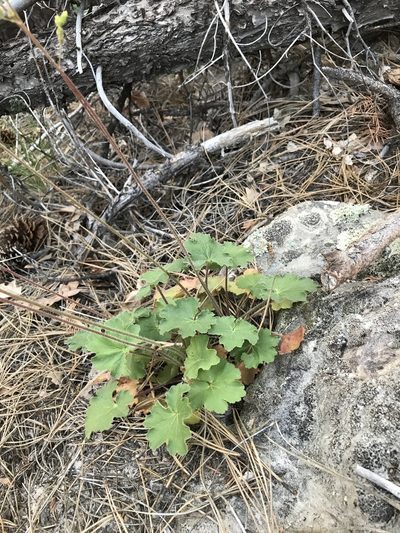 Heuchera inconstans, photographed by brettaugust