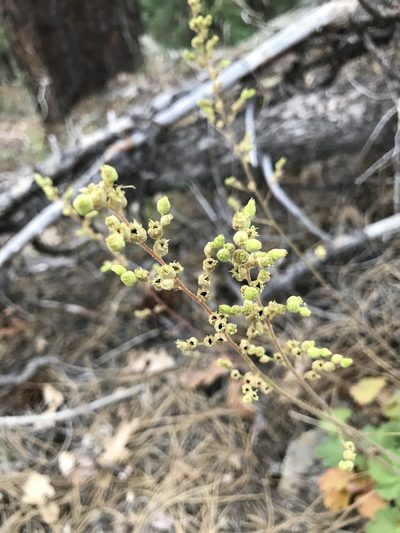 Heuchera inconstans, photographed by brettaugust