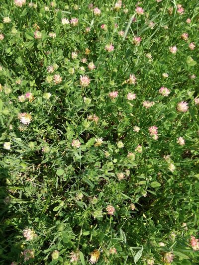 Trifolium echinatum, photographed by Andrea Meucci