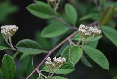 Cotoneaster pannosus, photographed by Karen and Mike