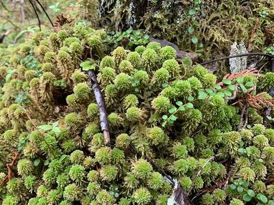 Sphagnum wulfianum, photographed by Brandon Corder