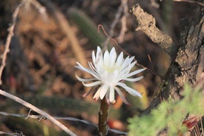 Nyctocereus serpentinus, photographed by José Belem Hernández Díaz