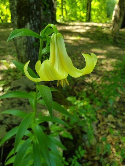 Lilium monadelphum, photographed by Алена Ручка